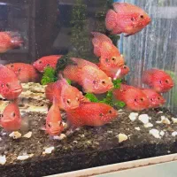 ماهی جوئل فیش آکواریوم