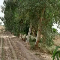 چوب ودرخت