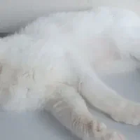 گربه سفید برفی