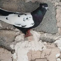 کفتر سینه سیاه نرماده