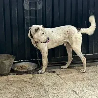 سگ الابای|سگ|شهریار, شهریار|دیوار