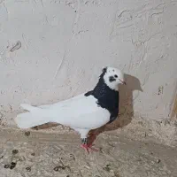 طوقی