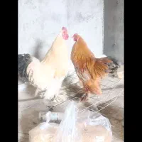 خروس|حیوانات مزرعه|قم, ولیعصر|دیوار