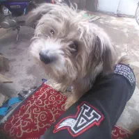 سک شیتزو شناسانه دار|سگ|میاندوآب, |دیوار