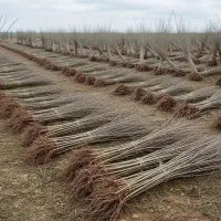 عرضه مستقیم انواع نهال در نهالستان بزرگ سهند|خدمات باغبانی و درختکاری|لردگان, |دیوار