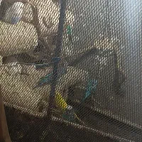 فروش مرغ عشق یکجا|پرنده|نگین شهر, |دیوار