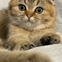 گربه بریتیش اسکاتیش ماده اصیل