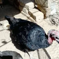سلام دوستان فروش بوقلمون ماده سالم مناسجهر|حیوانات مزرعه|زهک, |دیوار