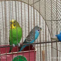 فروش مرغ عشق