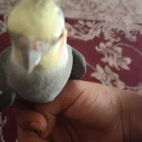 عروس هلندی نر