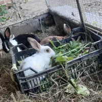 خرگوش دستی زیبا|موش و خرگوش|شوشتر, |دیوار