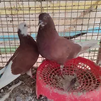 پرنده