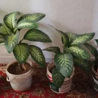 گل آیارتمانی دیفن باخ