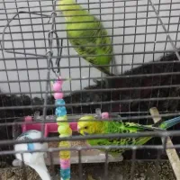 مرغ عشق|پرنده|خاوران, |دیوار