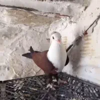 جوجه و جونه مهیام