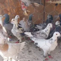 50 عدد کفتر پرشی ضد و خوردی|پرنده|عطاملک, |دیوار