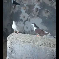 کفتر رنگی|پرنده|شهر ری, علایین|دیوار