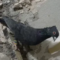 ۲ زاغ کاکلی نر