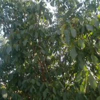 کارهای باغبانی