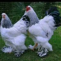 نیمچه برهماغولپیکر
