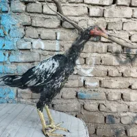 خروس لاری