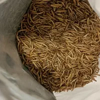 کرم میلورم خشک|خزنده|تبریز, |دیوار