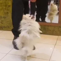 سگ بازیگوش و آپارتمانی پامرانین ،بولداگ|سگ|کاشمر, |دیوار