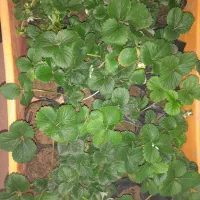 نشا گلدانی توتفرنگی|گل و گیاه طبیعی|شیراز, دانشکده کشاورزی دانشگاه شیراز|دیوار