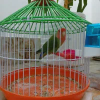 طوطی کوتوله|پرنده|کرمان, |دیوار