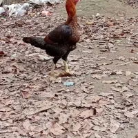 مرغ لاری اصیل