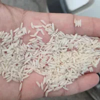 برنج تازه برداشت طارم هاشمی اصل|خوردنی و آشامیدنی|تهران, عبدل‌آباد|دیوار