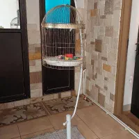 قفس پرنده|لوازم جانبی حیوانات|کرمان, |دیوار
