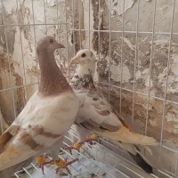 کبوتر|حیوانات مزرعه|بوئین زهرا, |دیوار