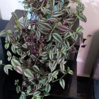 گل همیشه بهار  ،حسن یوسف ، عروس و سانسوریا