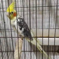 طوطی عروس ابلغ نر|پرنده|رشت, قاسمیه|دیوار