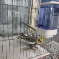 عروس هلندی .قناری.کوتوله برزلی|پرنده|بندرعباس, |دیوار