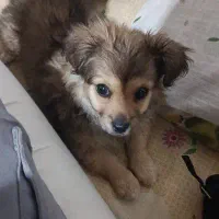 سگ سایز ریز با شناسنامه