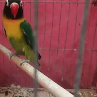 طوطی برزیلی ماده