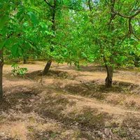 ۲۳۸متر باغچه خسروان جنب آیینه ورزان|فروش زمین و ملک کلنگی|دماوند, دماوند|دیوار