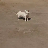 فروش پاپی پامر اشپیتز|سگ|اصفهان, خوراسگان|دیوار