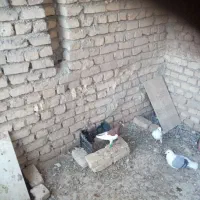 یهودی|پرنده|فرح دشت, |دیوار