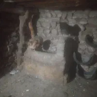 مرغ|حیوانات مزرعه|سردشت, |دیوار