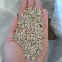 عدس محلی درشت