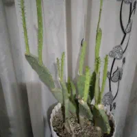 کاکتوس