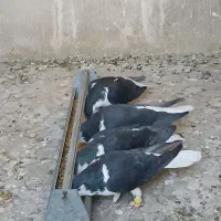 پلاس سیاه مهر مهر نروماده دو جفت با جوجه هاشون