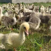 انواع   قاز