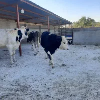 گوساله نر و ماده|حیوانات مزرعه|مشهد, خرم آباد|دیوار