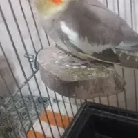 عروس هلندی ماده