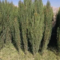 فروش انواع نهال مرکبات و سیاه درخت