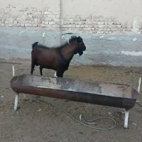 دوبر آلپاین